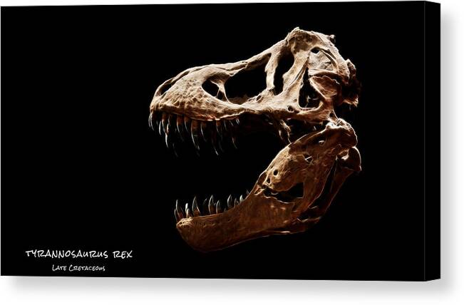 Tyrannosaurus Rex Skull Canvas Print featuring the photograph Tyrannosaurus rex skull 4 by Weston Westmoreland