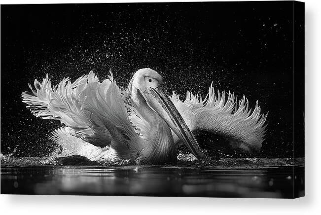 Pelican Canvas Print featuring the photograph Untitled by C.s. Tjandra