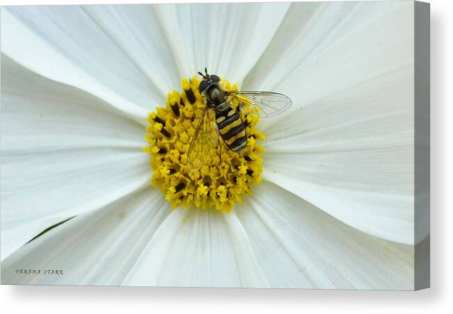 Bee Canvas Print featuring the photograph Up Close with the Bee and the Cosmo by Verana Stark