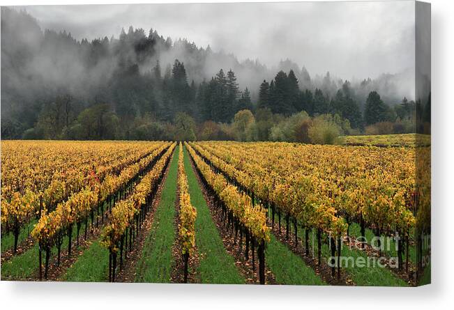 Russian River Wine Country Canvas Print featuring the photograph Vineyard Russian River Wine Country Sonoma County California by Wernher Krutein