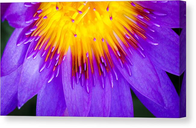  Water Canvas Print featuring the photograph Water Lily by Will Wagner