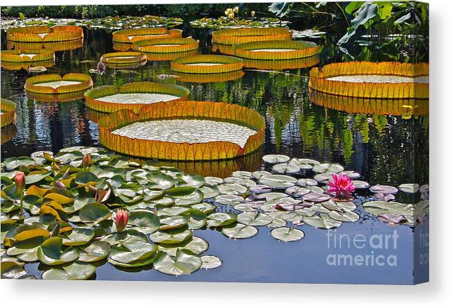 Tropical And Hardy Waterlilies Canvas Print featuring the photograph Waterlilies All -- version 2 by Byron Varvarigos