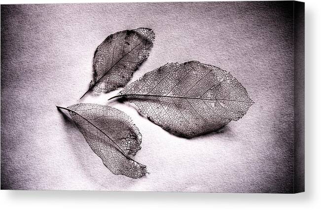 What Living Leaves Hide Canvas Print featuring the photograph What Living Leaves Hide No Text by Weston Westmoreland