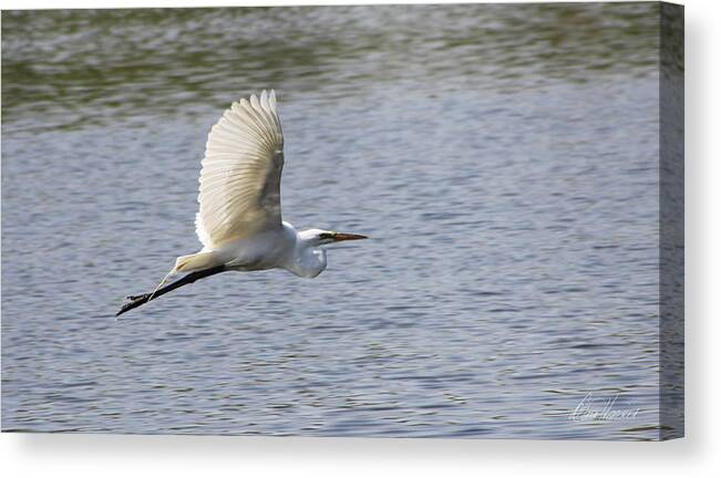 Egret Canvas Print featuring the photograph White Egret Flying by Diana Haronis
