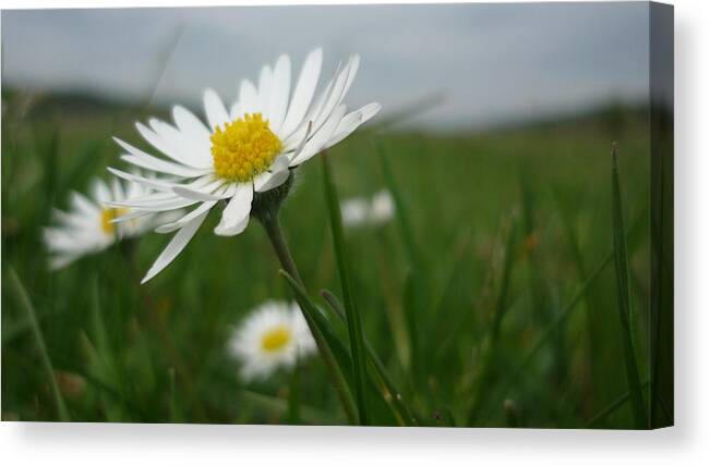 Flower Canvas Print featuring the photograph White flower by Mesaros Ronel