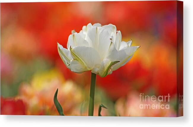 Tulip Canvas Print featuring the photograph White Tulip Weisse gefuellte Tulpe by Eva-Maria Di Bella