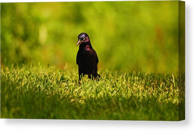 Bird Canvas Print featuring the photograph Why Does Everything Have To Be So Green by Lori Tambakis