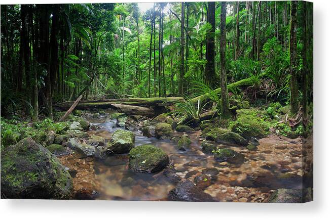 Tropical Rainforest Canvas Print featuring the photograph Wilderness Rainforest by Davidf