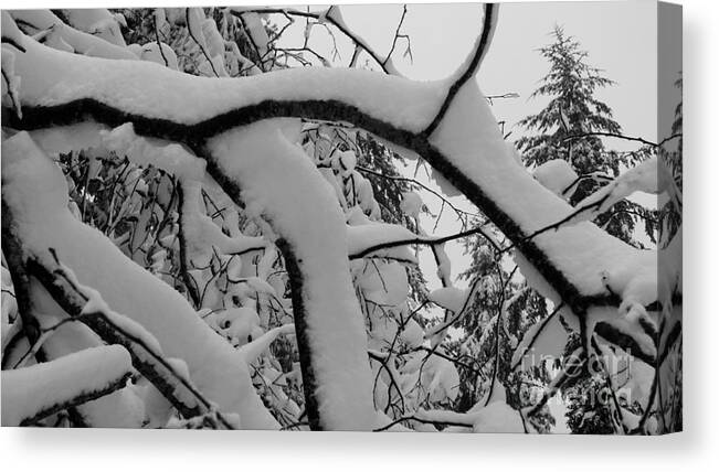  Canvas Print featuring the photograph Winter Magic by Sharron Cuthbertson