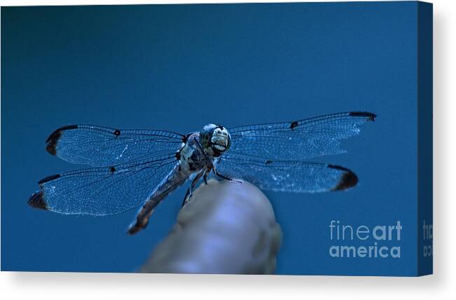 Jemmy Archer Canvas Print featuring the photograph With a Broken Wing by Jemmy Archer