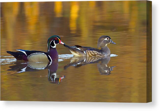 Duck Canvas Print featuring the photograph Wood Ducks by Jim E Johnson