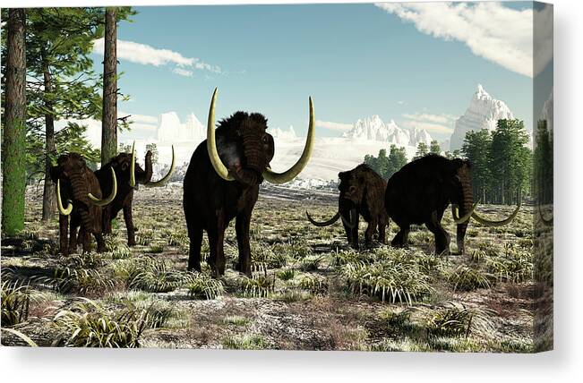 Prehistoric Era Canvas Print featuring the digital art Woolly Mammoths In Europe Or Almost by Arthur Dorety/stocktrek Images