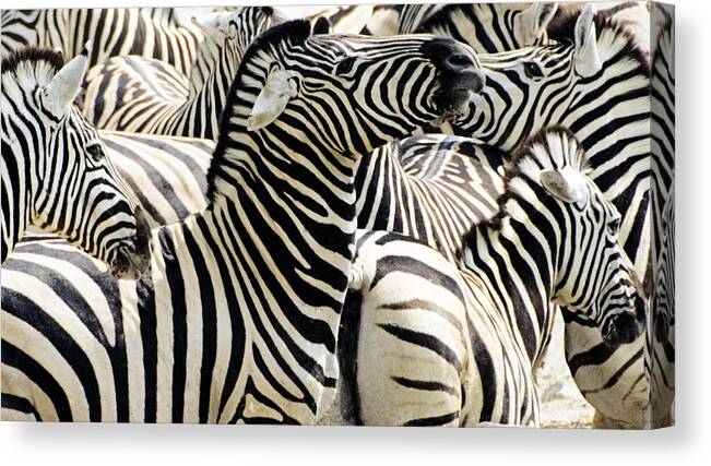 Wildlife Canvas Print featuring the photograph Zebra gathering by Dennis Cox