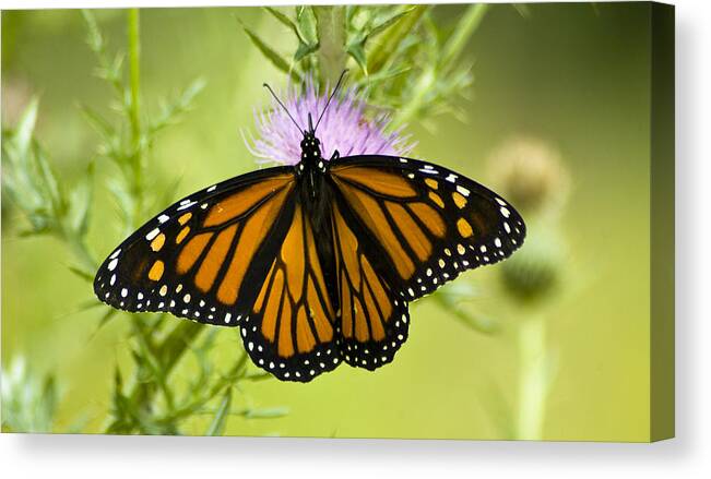 Butterfly Canvas Print featuring the photograph 091712-10 by Mike Davis