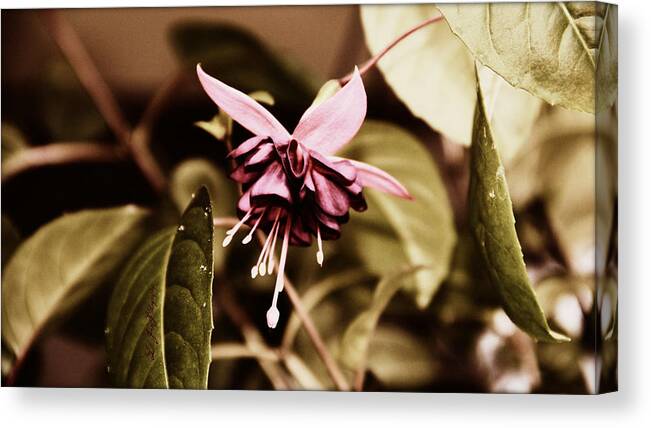 Flower Canvas Print featuring the photograph Antiqued Fuchsia #1 by Jeanette C Landstrom