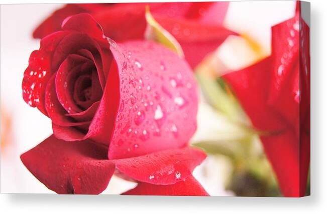  Canvas Print featuring the photograph Rose #14 by Gornganogphatchara Kalapun