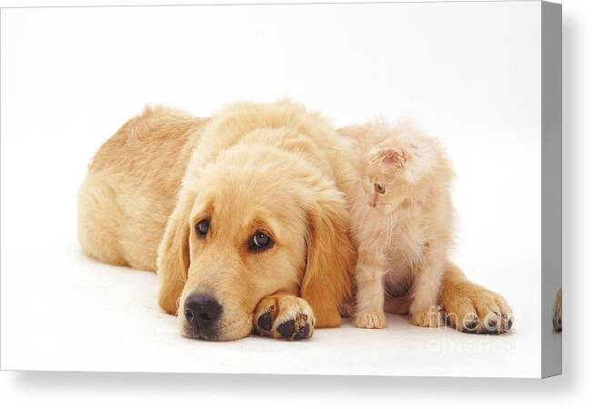Animal Canvas Print featuring the photograph Puppy And Kitten #16 by Jane Burton