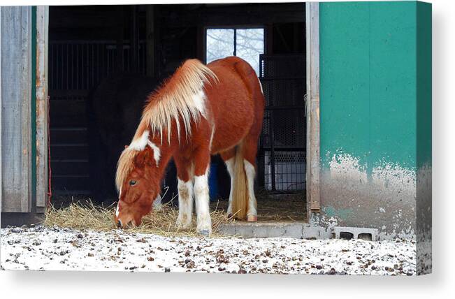 Horsing Around Canvas Print featuring the photograph Horsing Around #2 by Cyryn Fyrcyd