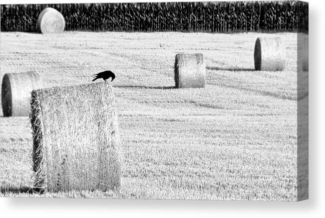 Crow Canvas Print featuring the photograph A Crow's Curiosity by Dana Walton