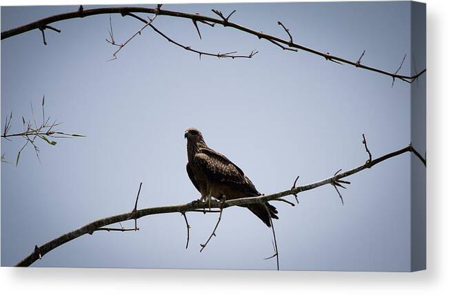 Black Kite Canvas Print featuring the photograph Black Kite by SAURAVphoto Online Store