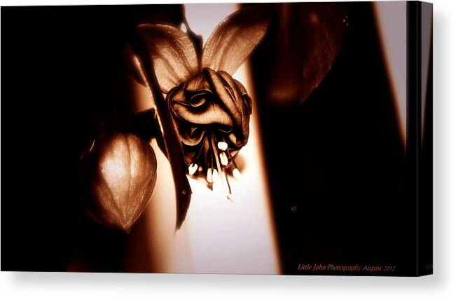 Chocolate Canvas Print featuring the photograph Chocolate Silk Fuchsia II by Jeanette C Landstrom