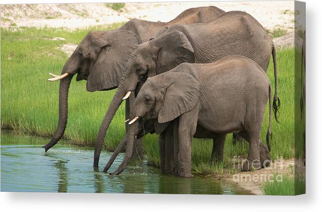 Elephants Canvas Print featuring the photograph Drinking family by Mareko Marciniak