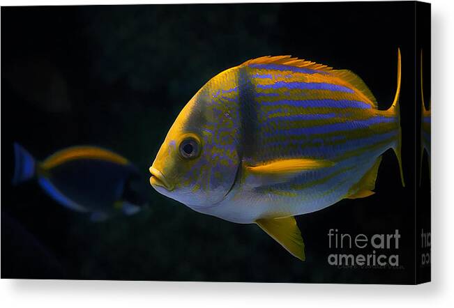 Fish Canvas Print featuring the photograph Fish by Clare VanderVeen