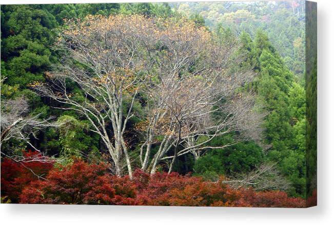 Trees Canvas Print featuring the photograph Green White Red by Roberto Alamino