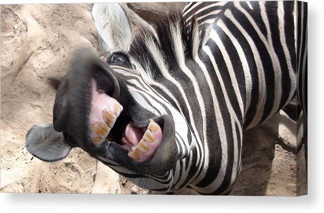 Zebra Canvas Print featuring the photograph Just For Laughs by Sandra Sigfusson