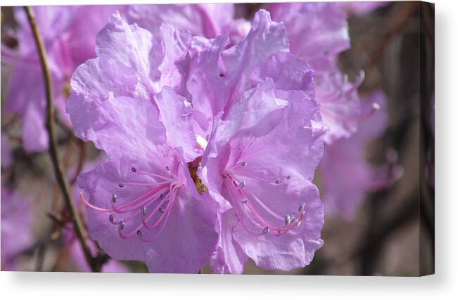 Nature Canvas Print featuring the photograph Lavender Elegance by Loretta Pokorny