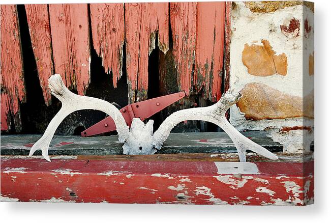 Cherryvale Canvas Print featuring the photograph Little Antlers 1 by Marilyn Hunt