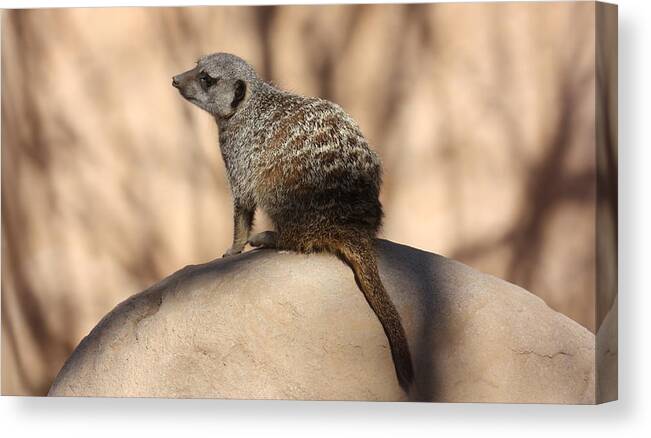 Meerkat Canvas Print featuring the photograph Meerkat Manor by Kim Galluzzo