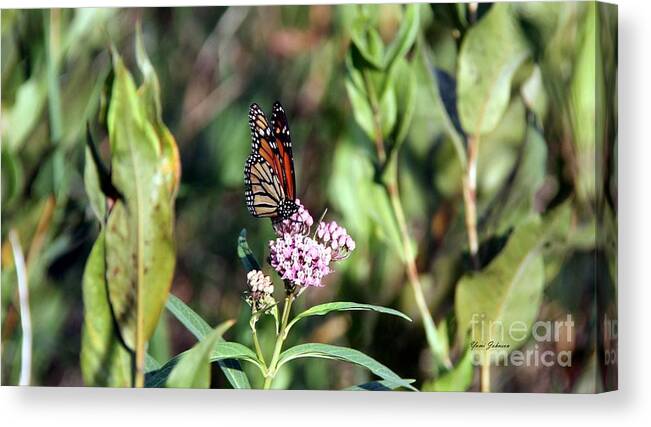 Monarch Canvas Print featuring the photograph Monarch on the wild flowers by Yumi Johnson