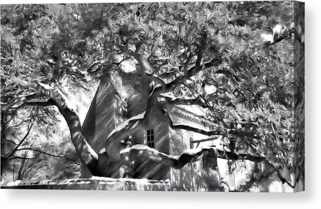 Tree Canvas Print featuring the photograph One Cool Old Tree by KATIE Vigil