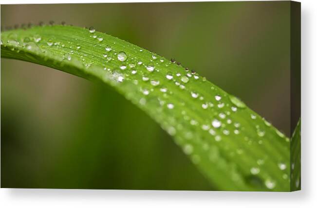 Raindrops Canvas Print featuring the photograph Raindrops of Jupiter by Josef Pittner