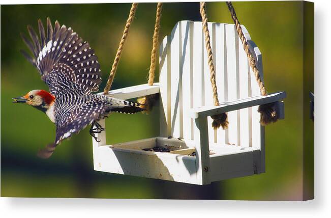 Red-bellied Woodpecker Canvas Print featuring the photograph Red-Bellied Woodpecker in Flight by Bill and Linda Tiepelman
