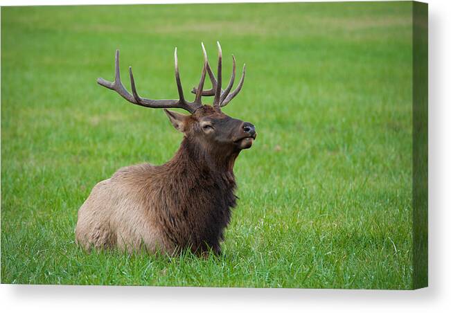Adult Canvas Print featuring the photograph Resting Elk by Joye Ardyn Durham