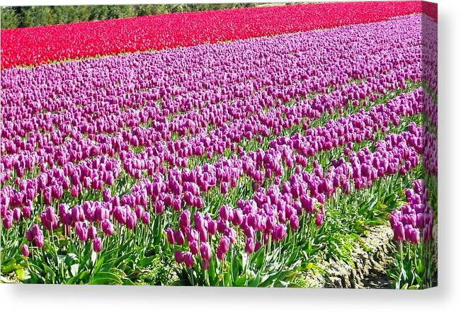 Skagit Canvas Print featuring the photograph Skagit Valley Tulips by Kelly Manning