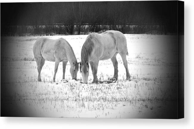 Animal Photograph Canvas Print featuring the photograph Snow White Beauties by Ms Judi