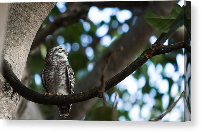 Spotted Owlet Canvas Print featuring the photograph Spotted Owlet by SAURAVphoto Online Store