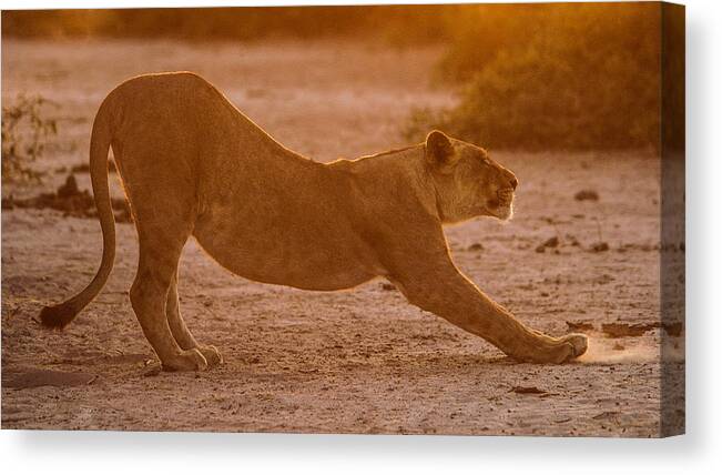Action Canvas Print featuring the photograph Sun stretch by Alistair Lyne
