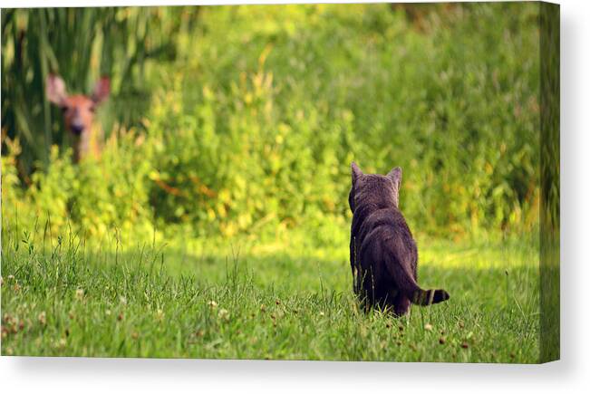 Cat Canvas Print featuring the photograph The Deer Hunter by Lori Tambakis