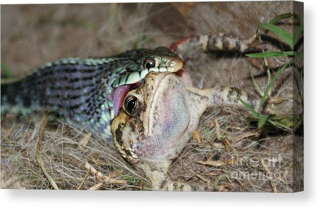 Snake Canvas Print featuring the photograph Toadal Destruction by Lynda Dawson-Youngclaus