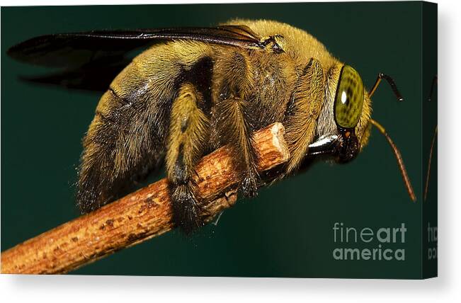 Insect Canvas Print featuring the photograph Unknown wild bee by Mareko Marciniak