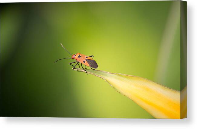 Beyond Canvas Print featuring the photograph What lies beyond by SAURAVphoto Online Store