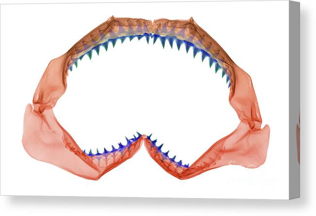 Animal Canvas Print featuring the photograph X-ray Of Shark Jaws by Ted Kinsman
