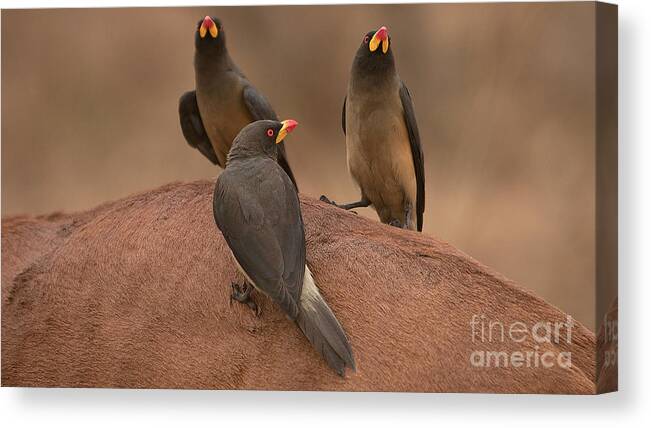 Yellowbilled Oxpecker Canvas Print featuring the photograph Yellowbilled Oxpecker by Mareko Marciniak
