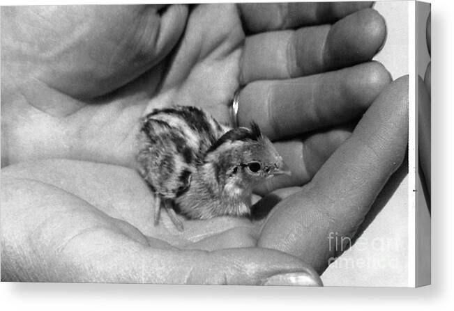 Chicks Canvas Print featuring the photograph 01_contact With Nature by Christopher Plummer