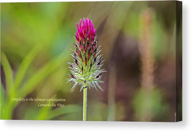 Nature Canvas Print featuring the photograph Clover Bloom #1 by Michael Whitaker