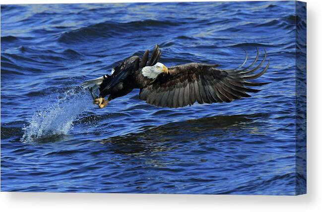 Eagle Canvas Print featuring the photograph Eagle fish grab #1 by Coby Cooper